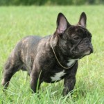 bulldog-frances-foto-7