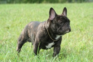 bulldog-frances-foto-7