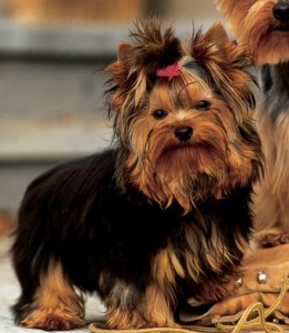 Cachorro-Raca-Yorkshire-4