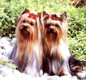 Cachorro-Raca-Yorkshire-6