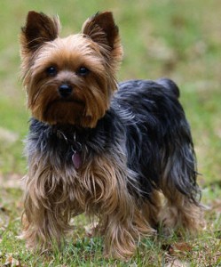 Cachorro-Raca-Yorkshire-7