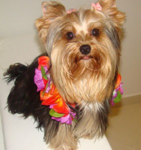 Cachorro-Raca-Yorkshire-8