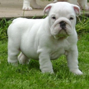 bulldog-ingles-13