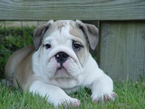 bulldog-ingles-15