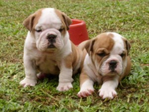 bulldog-ingles-2