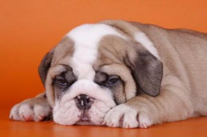 bulldog-ingles-5
