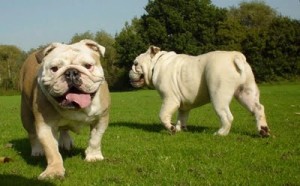 bulldog-ingles-7