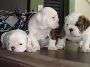 bulldog-ingles-9