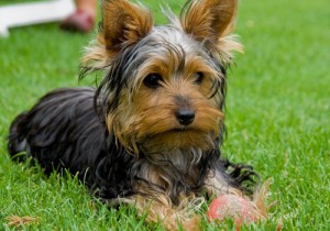cachorro-raca-yorkshire-5a