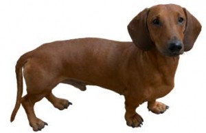 dachshund-salsichinha-13