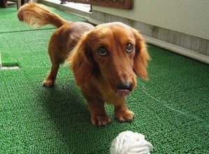 dachshund-salsichinha-3