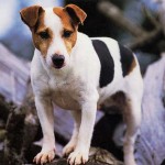 jack-russel-terrier-1