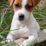 jack-russel-terrier-12