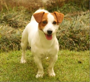 jack-russel-terrier-13