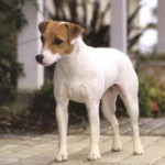jack-russel-terrier-16