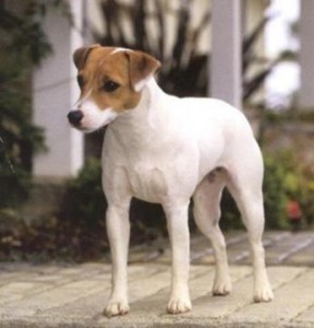 jack-russel-terrier-16