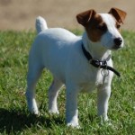 jack-russel-terrier-2