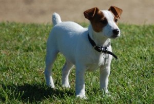 jack-russel-terrier-2