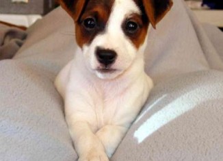 Jack Russell Terrier