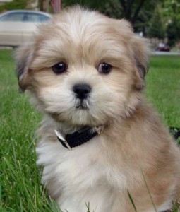 lhasa-apso-10
