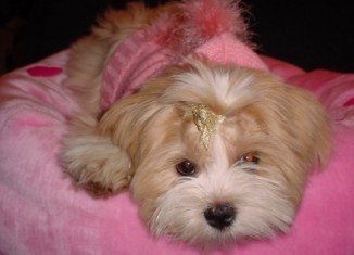 Lhasa Apso