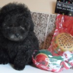 poodle-toy-10