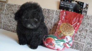 poodle-toy-10