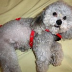poodle-toy-11