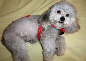 poodle-toy-11