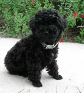 poodle-toy-16