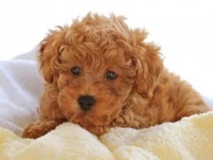 poodle-toy-19