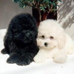 poodle-toy-4