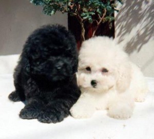 poodle-toy-4