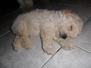 poodle-toy-5