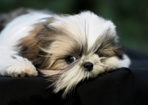 shih-tzu-12