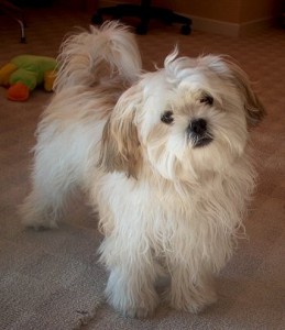 shih-tzu-16