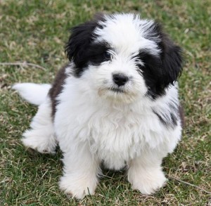 shih-tzu-20