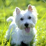 west-highland-terrier-1
