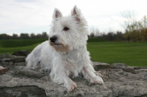 west-highland-terrier-12