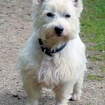 west-highland-terrier-13