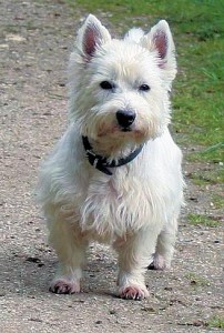 west-highland-terrier-13