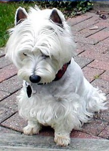 west-highland-terrier-16