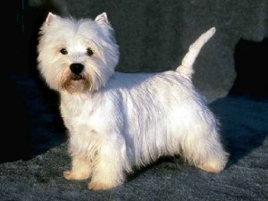 west-highland-terrier-17