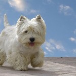west-highland-terrier-2