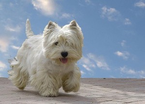 west-highland-terrier-2