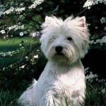 west-highland-terrier-22