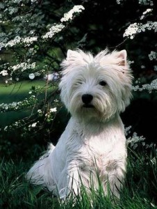 west-highland-terrier-22