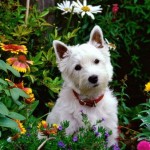 west-highland-terrier-24