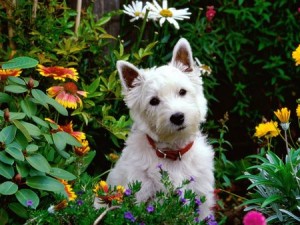 west-highland-terrier-24
