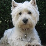 west-highland-terrier-4